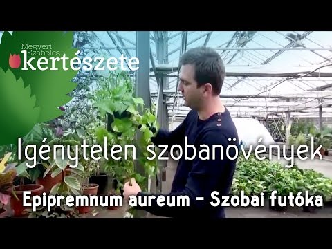 Videó: Hogyan Lehet Fenntartani A Beltéri Növények Megfelelő Páratartalmát
