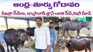 ముర్రా గేదెలు, మినీ దూడ, జాఫరాబాది బురి క్రాస్ గేదె || Murrah, Jafrabadi Buri Cross,Mini Calf | Sale