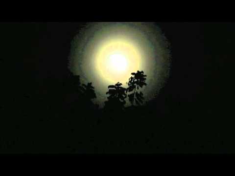 Nightingale Song: The Most Beautiful Nature Sounds for Relaxation