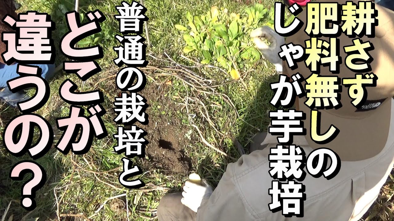 【自然農】耕さず、肥料なしの「ジャガイモ栽培」普通の栽培とどこが違うの？　2023年2月13日  【natural farming】