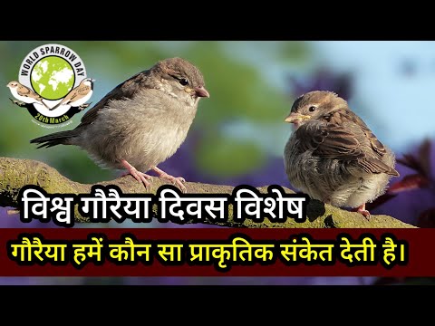 गौरैया गूगल गौरैया न बनें। world sparrow Day। गौरैया हमें कौन सा प्राकृतिक संकेत देती है।