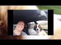 Puppy loves his head out the window! Dave the Saint Bernard first road trip with Dad at 14 weeks