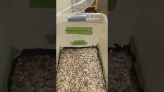 we've got pins!   #mushrooms