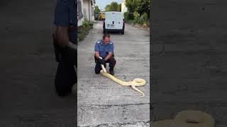 Allarme rientrato a XII Morelli: catturato dai Carabinieri il pitone fuggito