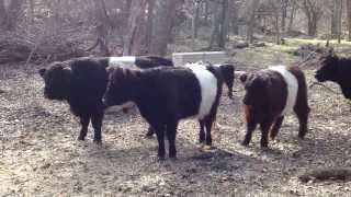 Mini Belted Galloways - Dinner time At the Old Beltie Ranch!