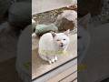 だいふく マダムとごはん