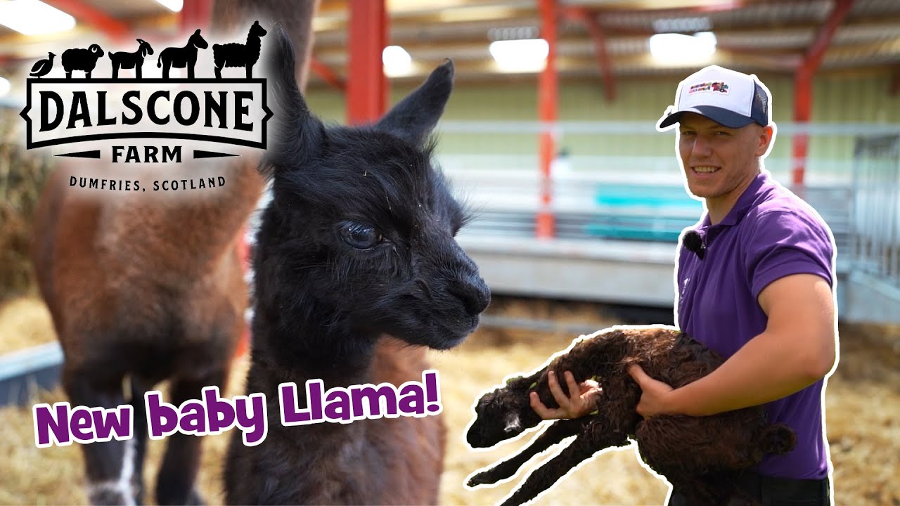 What has got the Donkeys going WILD in the field?