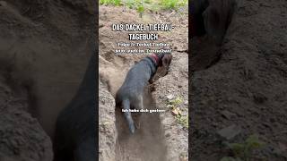Tiefbau-Tagebuch Folge 5: Tunnelbau!🚧 #dachshund #dackel #sicherheitsdackel #tiefbautagebuch