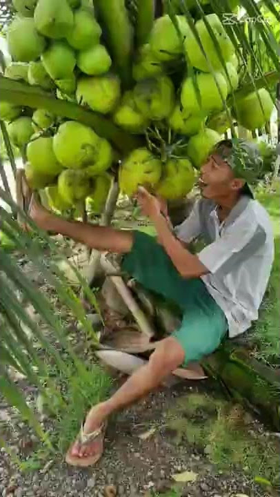 Kelapa Genjah Entok