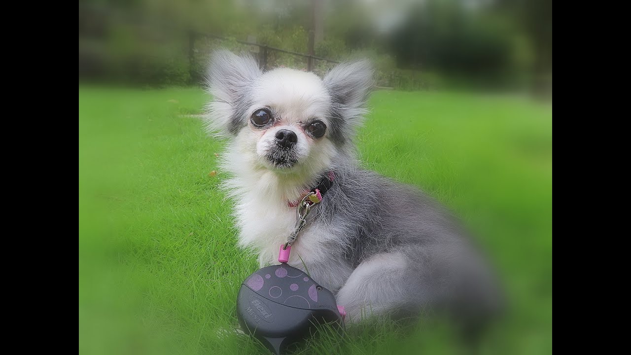 とんねるずのみなさんのおかげです　いしだあゆみ　　199303