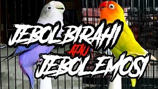 Perawatan Jebol Birahi Lovebird - Perawatan Jebol Emosi Lovebird