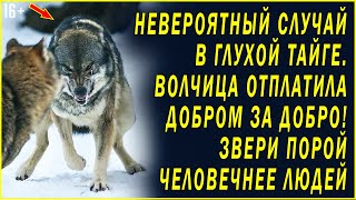 ВОЛЧИЦА СПАСЛА ЧЕЛОВЕКА И ОБЪЕДИНИЛА ДВЕ СУДЬБЫ. Любовные истории. Удивительные истории любви