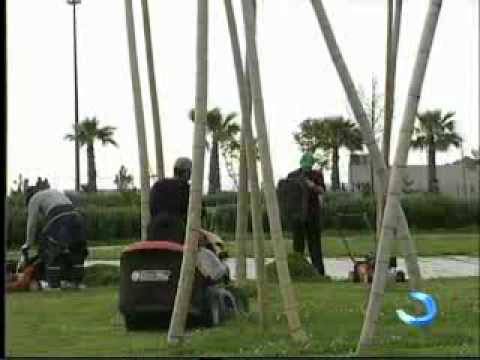 ბათუმის ბულვარში ეგზოტიკური და დეკორატიული მცენარეები გაშენდება