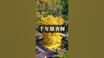 1400-year-old Chinese Ginkgo Tree