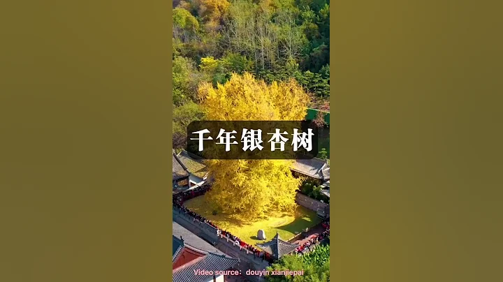 1400-year-old Chinese Ginkgo Tree - DayDayNews