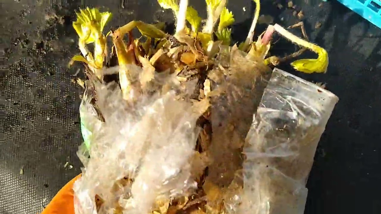 Получили посылку от Лабинсной ягоды фриго три новых сорта