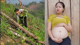 Pregnant mother goes into dangerous deep forest to pick vegetables to sell - life to make a living
