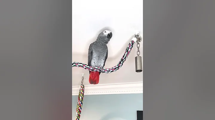 Symon the African Grey Parrot practising her words and sounds🥰#babyparrot #talkingparrot #bird #cag