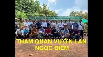 SAI LẦM KHI TRỒNG LAN NGỌC  ĐIỂM VÀ NHỮNG BÀI HỌC KINH NGHIỆM.