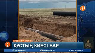 Қарлығаштың ұясын бұзбаған эксковаторшы өз еркімен жұмысынан кетті