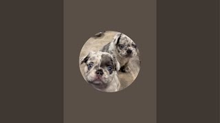 7 week old French Bulldog Puppies Playing (fighting) 😂(Whelping)  #frenchie #frenchbulldog