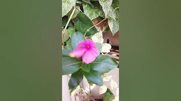 A new flower in our gallery