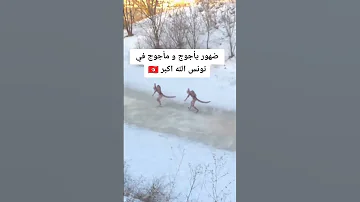 ظهور يأجوج ومأجوج في تونس 