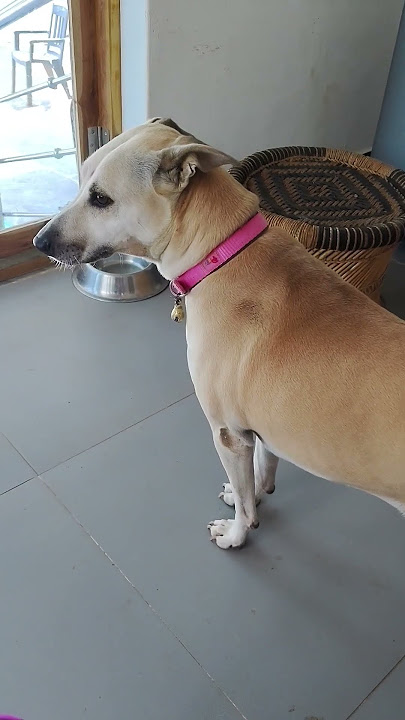 மீனு இருக்காலே