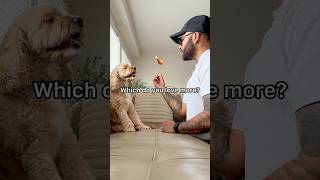 Mini Cockapoo Chooses Between Her Favourite Food or Her Dad 😳