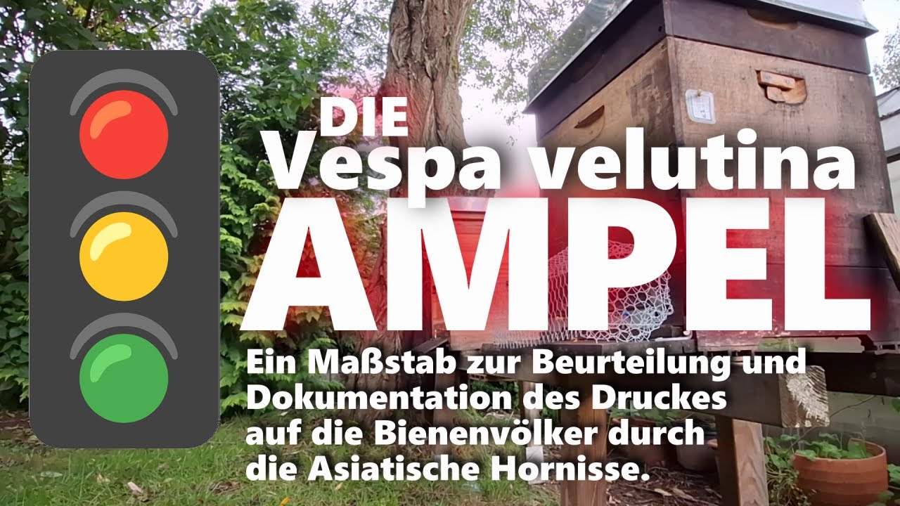 Die Velutina AMPEL - Maß zur Beurteilung und Dokumentation des Velutina-Druckes