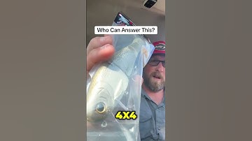 What’s the Best Line for a Glide Bait? | Bullshad 4x4 Swimbait Setup