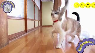 Кошка Приносит Палку , Прямо Как Собака !!! Кошка Приносит Палку , Прямо Как Собака !!!