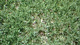 SUNP0018