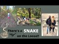 There's a SNAKE on the Loose!  :O  | aSimplySimpleLife