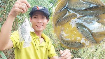 Câu Cá,Hôm Nay Vui Thử Đổi Mồi Mới Không Ngờ Cá Ăn Giật Không Kịp | Vui Miền Tây Vlog