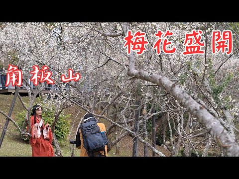角板山．梅花盛開:北台灣最大的賞梅景點【2025冬.Taiwan旅遊趣】