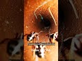 The Hidden City Under Your Feet 🐜😱 📹 #shorts #ant #antcolony