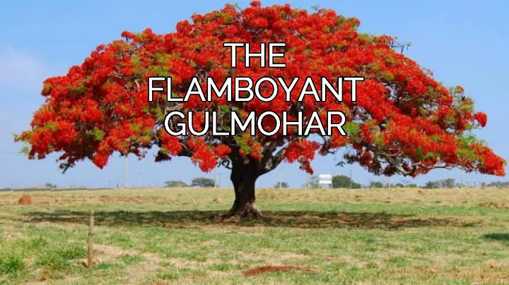 O Gulmohar Flamboyant!