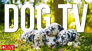 24 Hours of Relaxing Dog Music 🎵To Help Your Puppy Fall Asleep At Night 🐶 Anti Stress Music For Dogs
