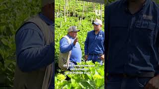 🌱 AGROINVESA | DON JOAQUÍN Y SU EXPERIENCIA CON POTENZOL pH-D 💧 #juntosporelagrocolombiano