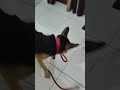 Mujhe bahar ghumne jana hai #dog