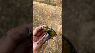 Really cool camo crank bait