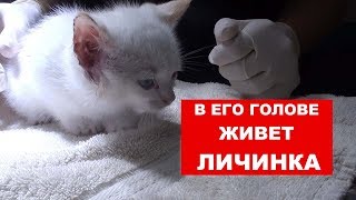 У КОТЁНКА ЛИЧИНКА В ГОЛОВЕ (Спасли бездомных котят) Ветеринарное ранчо на русском