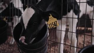 Did You Know - Cow Ear Tags