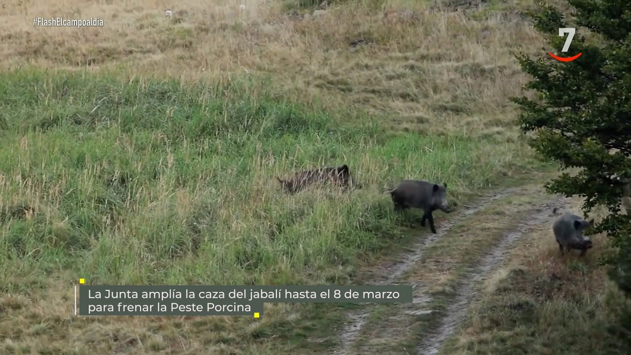 Flash El campo al día (23/02/2026): La caza del jabalí hasta el 08/03 para frenar la peste porcina