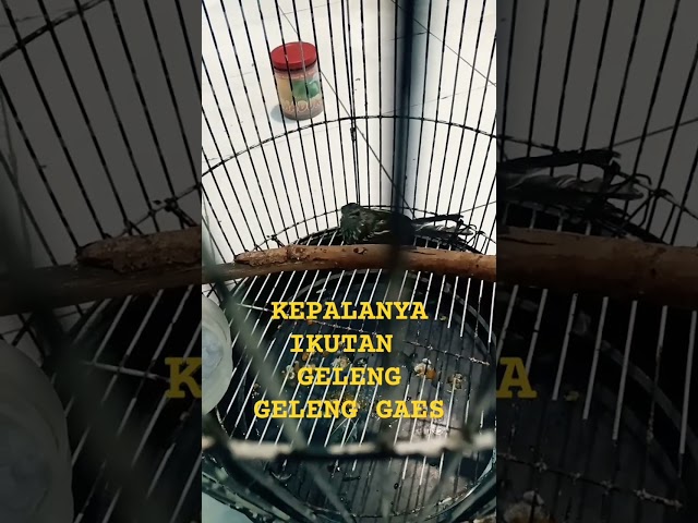 BURUNG LUCU BISA JOGET DJ. #dj #djremix #djviral #djsong #djtiktok #djbanyuwangian class=