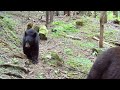 Hooligan, the bear cub. 2026 and 2025