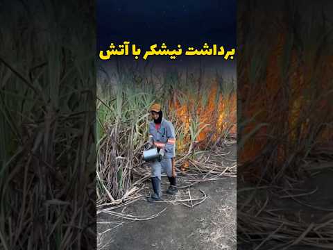 برداشت نیشکر به وسیله آتش