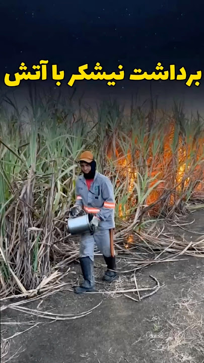 برداشت نیشکر به وسیله آتش !