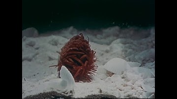 Wayne Rowand // Shapes // Modular // Microvolt 3900